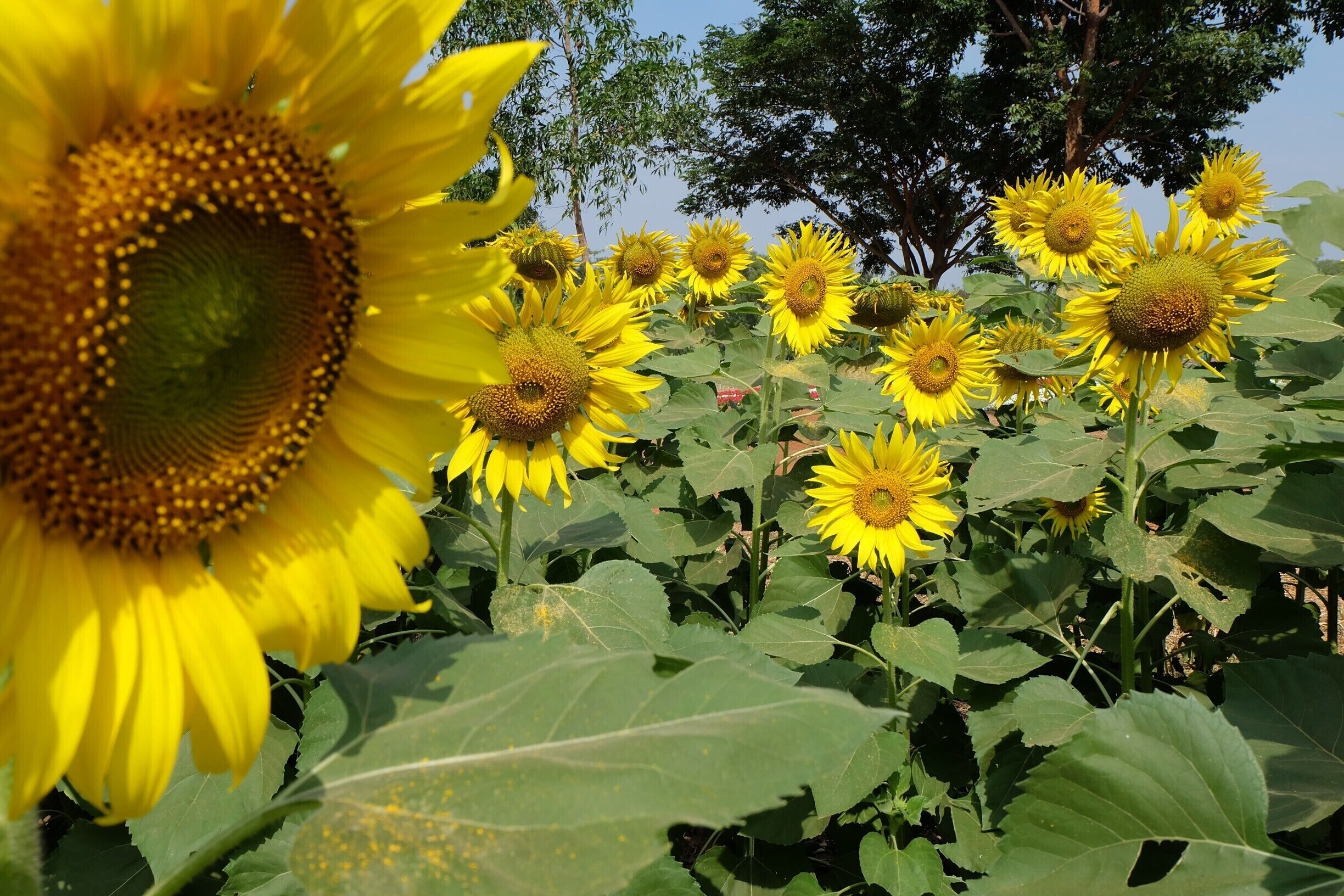 The Jim Thompson Farm  has since evolved into one of Isan’s most popular agrotourism and ecotourism attractions. It is open to visitors only once a year during the peak of the cool season