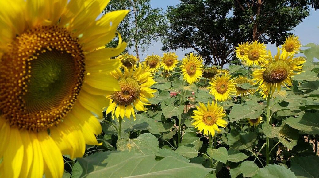 The Jim Thompson Farm has since evolved into one of Isan’s most popular agrotourism and ecotourism attractions. It is open to visitors only once a year during the peak of the cool season