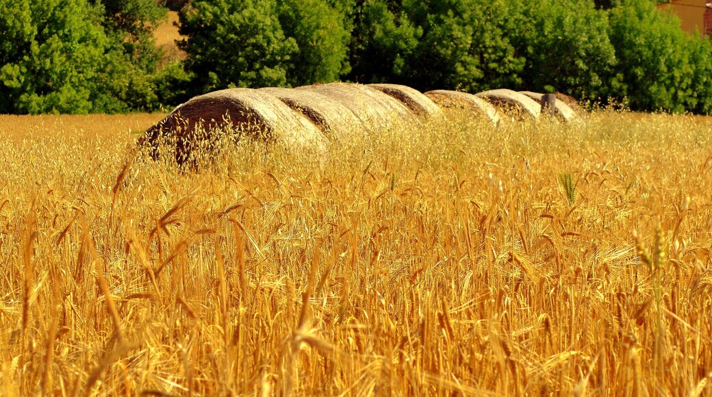 Castell de Timor (Ribera d'Ondara)