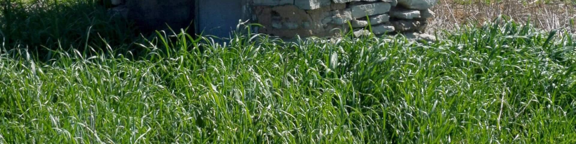 Pou Vell (Ribera d'Ondara)