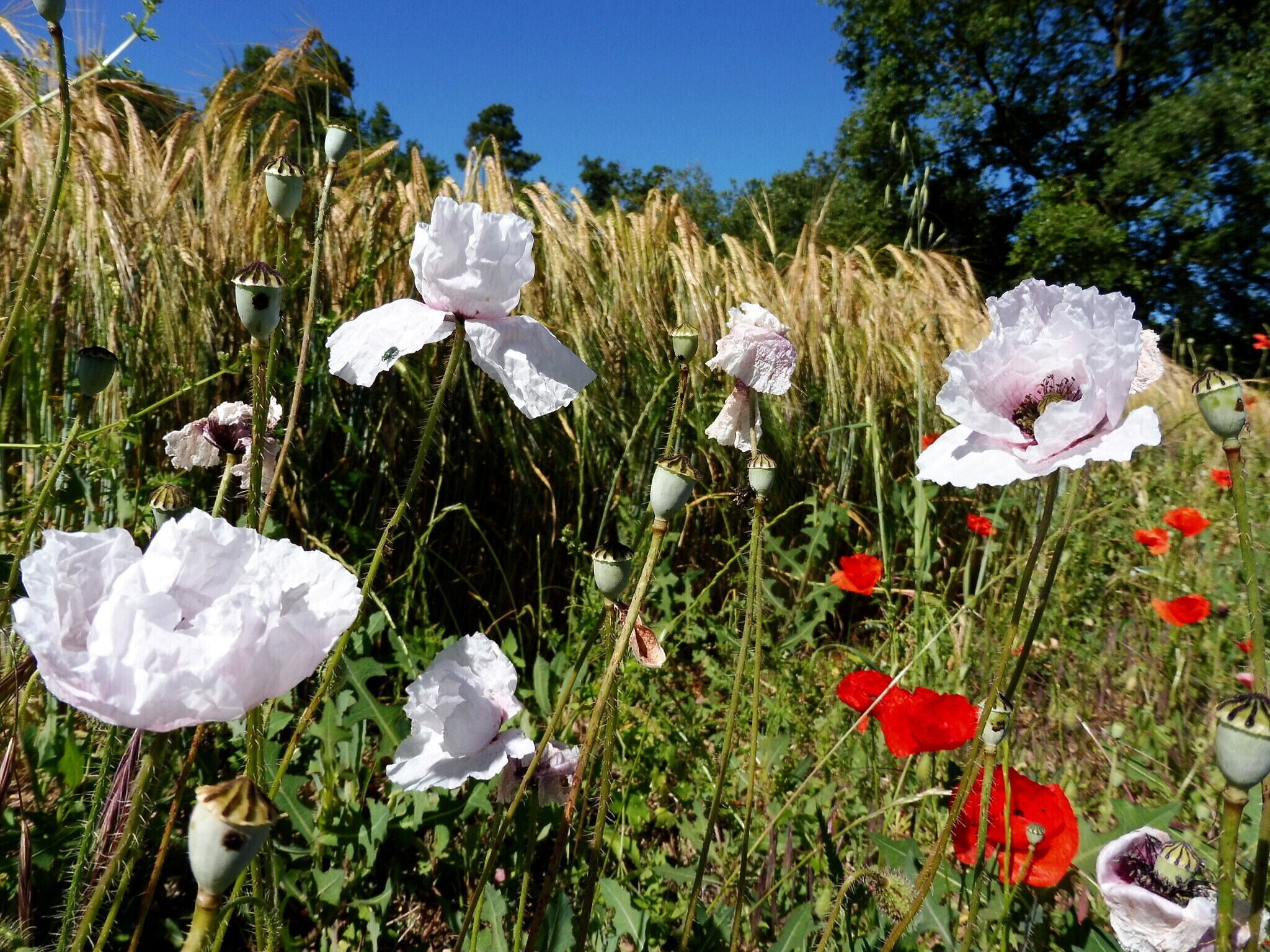 Papaver rhoeas. Var. alba. In Pinós (Solsonès - Catalunya). To 790 m. altitude
