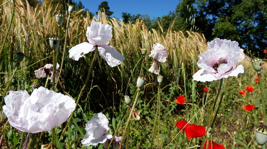 Papaver rhoeas. Var. alba. In Pinós (Solsonès - Catalunya). To 790 m. altitude