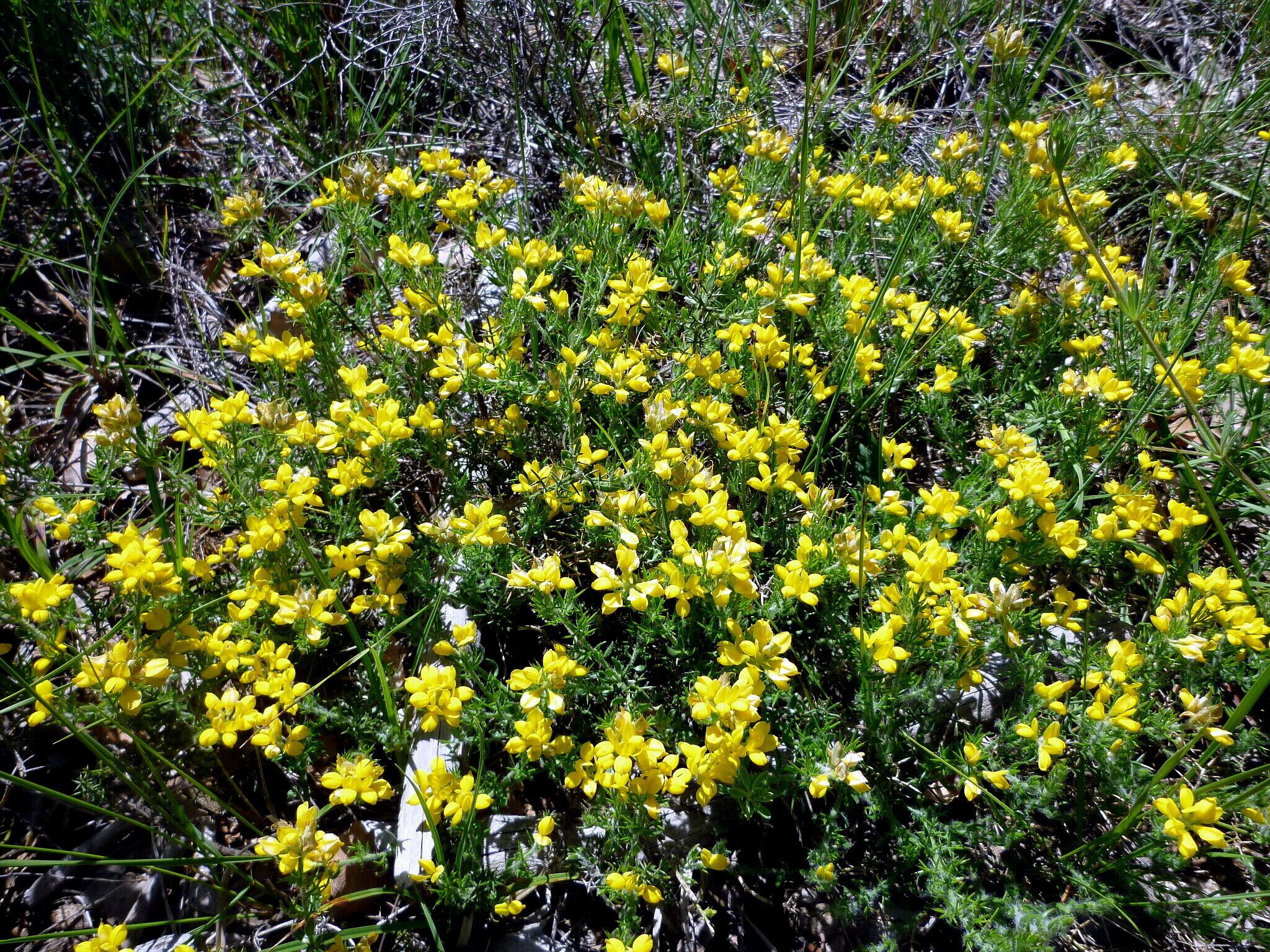 Genista hispanica. In Torà (Segarra- Catalunya). On 590 m. altitude