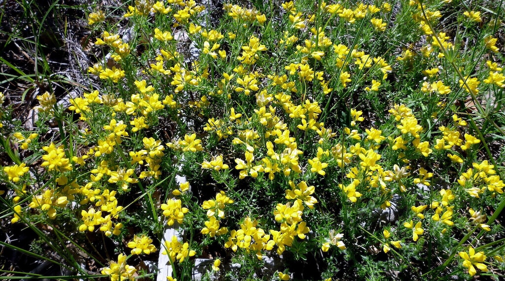Genista hispanica. In Torà (Segarra- Catalunya). On 590 m. altitude