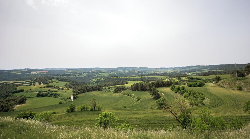 Camps a ponent d'Aguiló (Anoia)