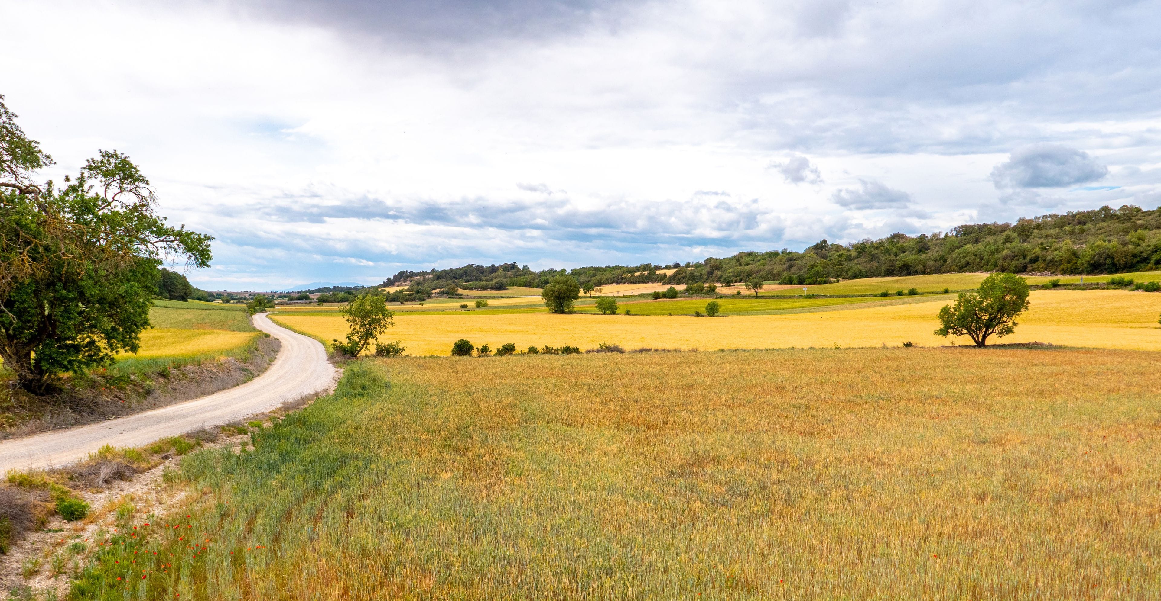 A winding country road through a field of yellow crops, with trees and hills in the background.