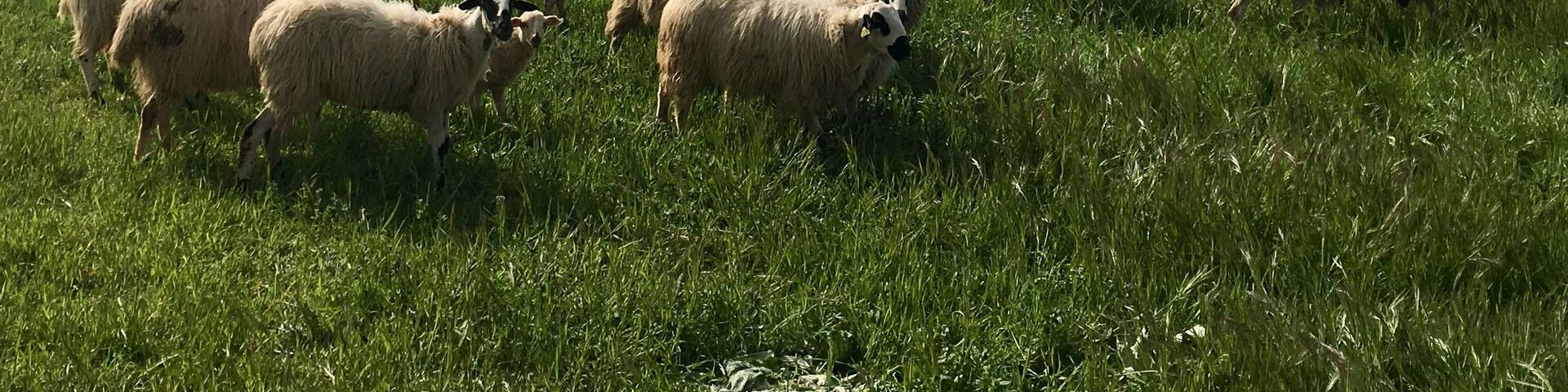 Entre Quintanilla del Agua y Puentedura