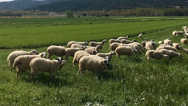A flock of sheep grazing in a lush green field with rolling hills in the background.