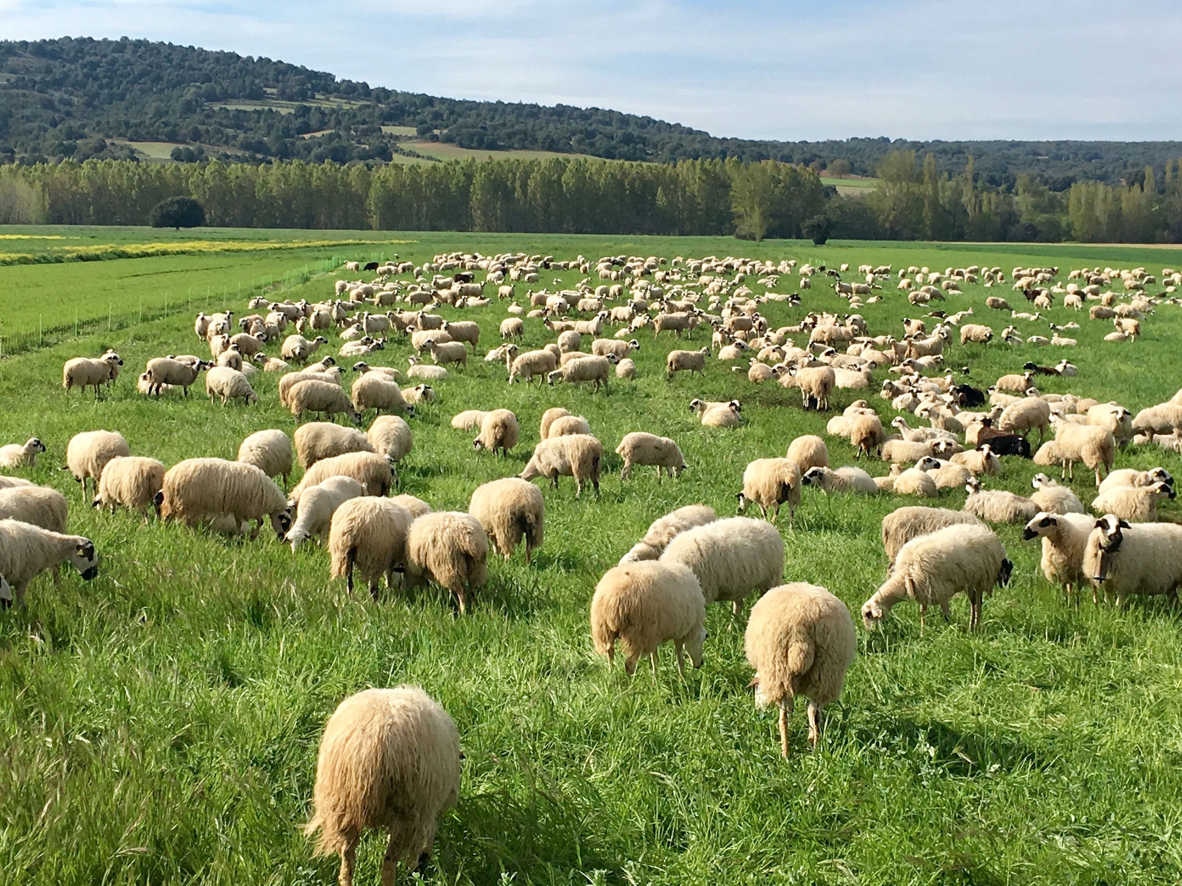 Entre Quintanilla del Agua y Puentedura