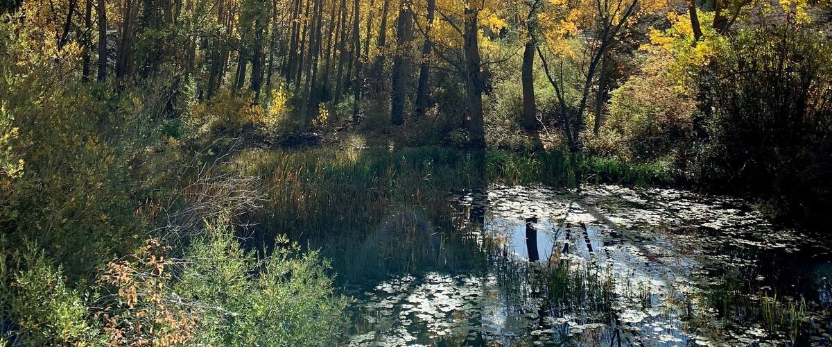 A forest with yellow autumn leaves and a sunlit pond.