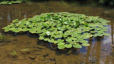 A pond with lily pads and yellow flowers.