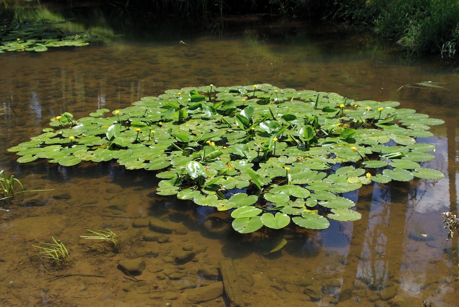 A pond with lily pads and yellow flowers.