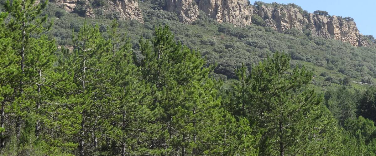 A mountain with rocky cliffs and dense green pine trees.