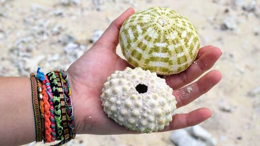 I absolutely love #beachcombing at any new coastline but the beaches of Efate, #Vanuatu took the cake! Every few steps I found something beautiful, like these two perfect urchins.