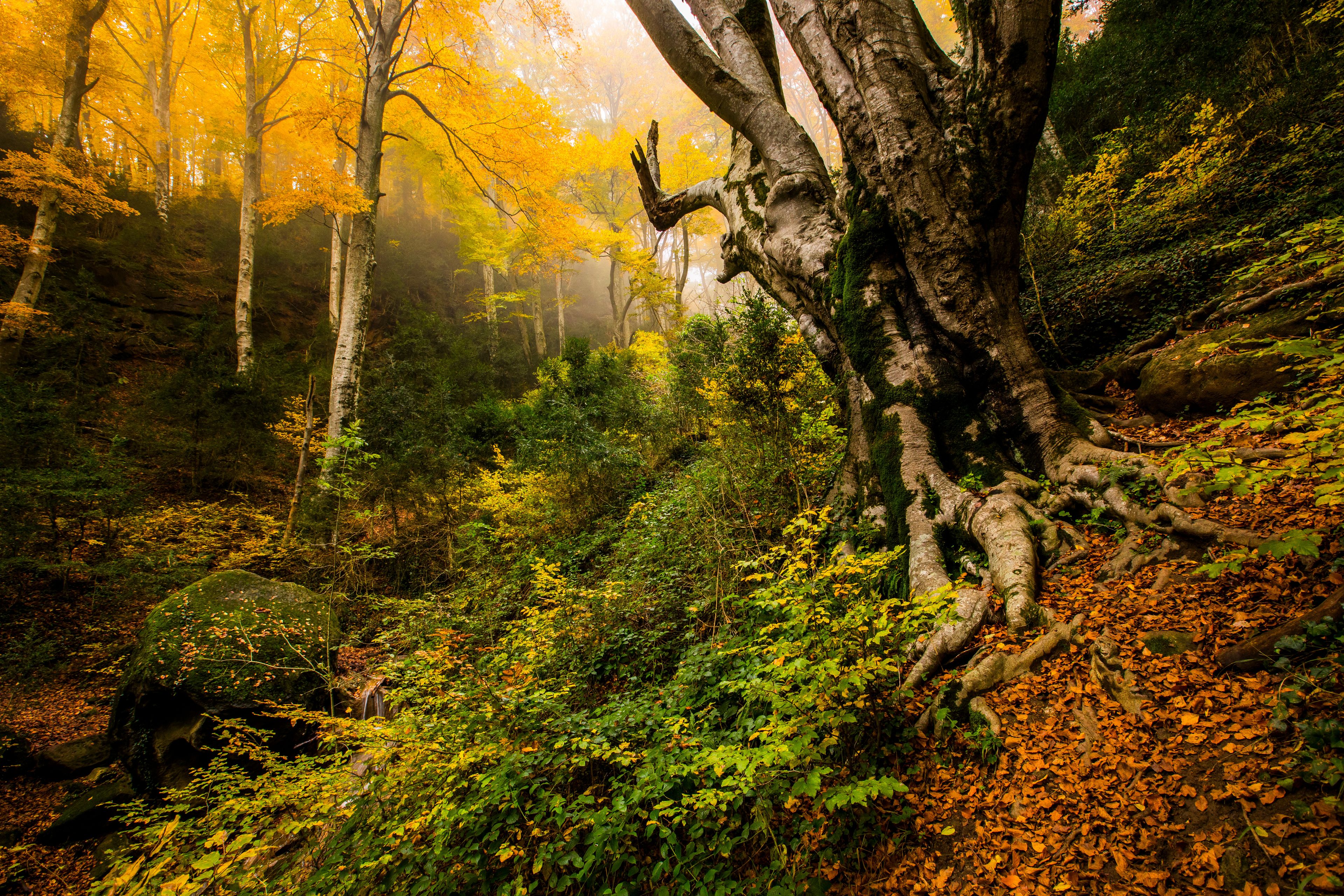 Un bosque con árboles de colores otoñales, un árbol caído y un ambiente brumoso.