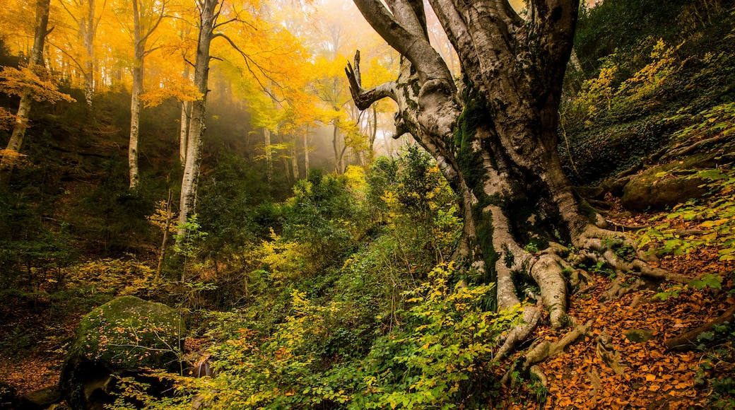Un bosque con árboles de colores otoñales, un árbol caído y un ambiente brumoso.