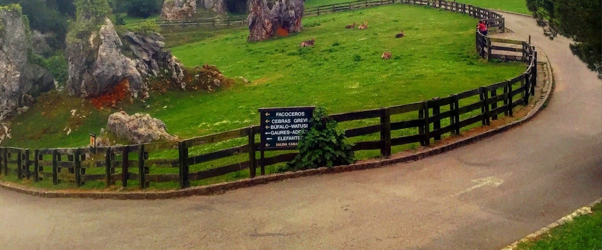 I can't wait to go back to this zoo in Spain! Unlike anything else #zoo #green #spain #zoowithaview