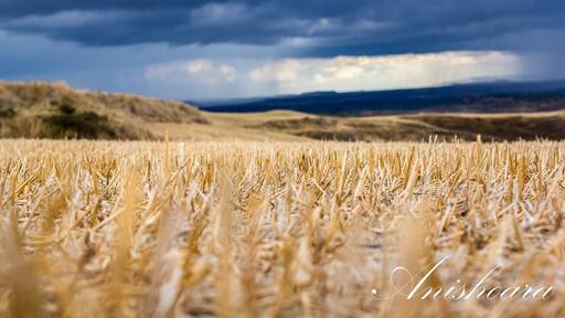 before rain in the field of burgos