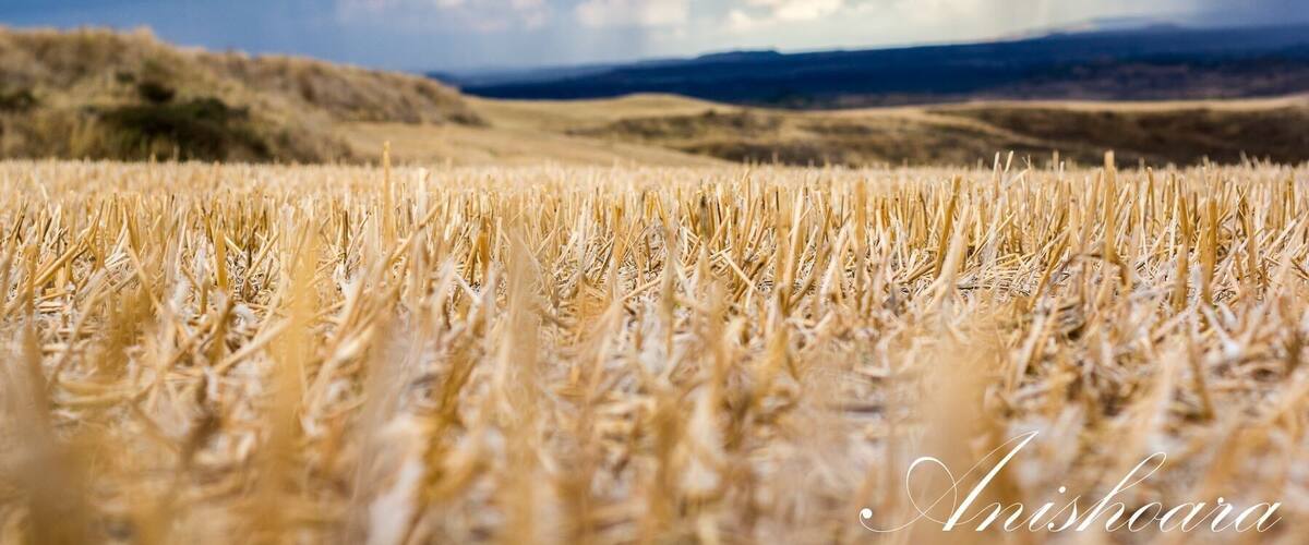 A wheat field with a cloudy sky.