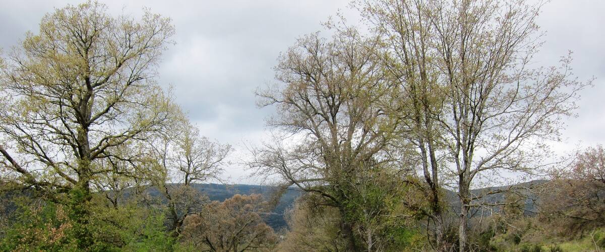 A narrow rural road flanked by trees and greenery, leading towards a cyclist in the distance.