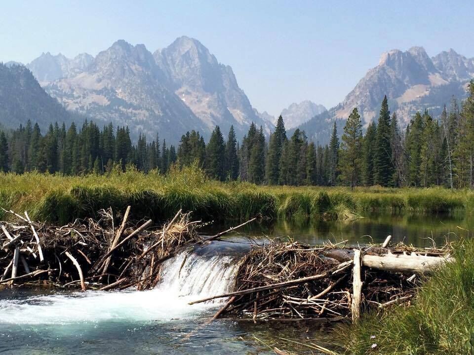 A short 2 mile hike from Redfish lodge brought us to this meadow where we came across this beaver dam.  Spectacular scenery!  There is a little haze over the mountains from forest fires in the area but that gave the mountains a more dramatic look. 