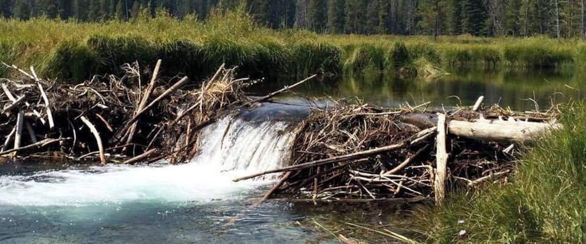 A short 2 mile hike from Redfish lodge brought us to this meadow where we came across this beaver dam.  Spectacular scenery!  There is a little haze over the mountains from forest fires in the area but that gave the mountains a more dramatic look.