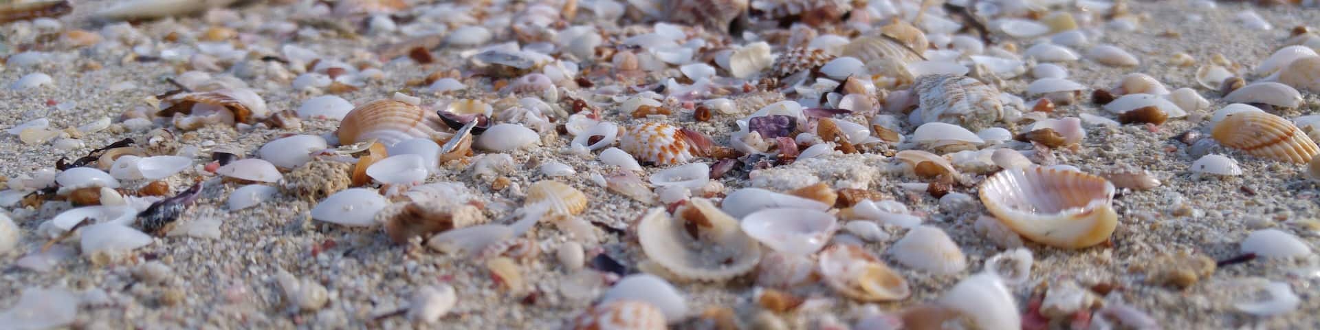 Spiaggia di conchiglie, Marina di Lizzano, Taranto, Puglia, Salento