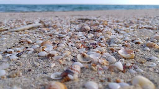 Spiaggia di conchiglie, Marina di Lizzano, Taranto, Puglia, Salento