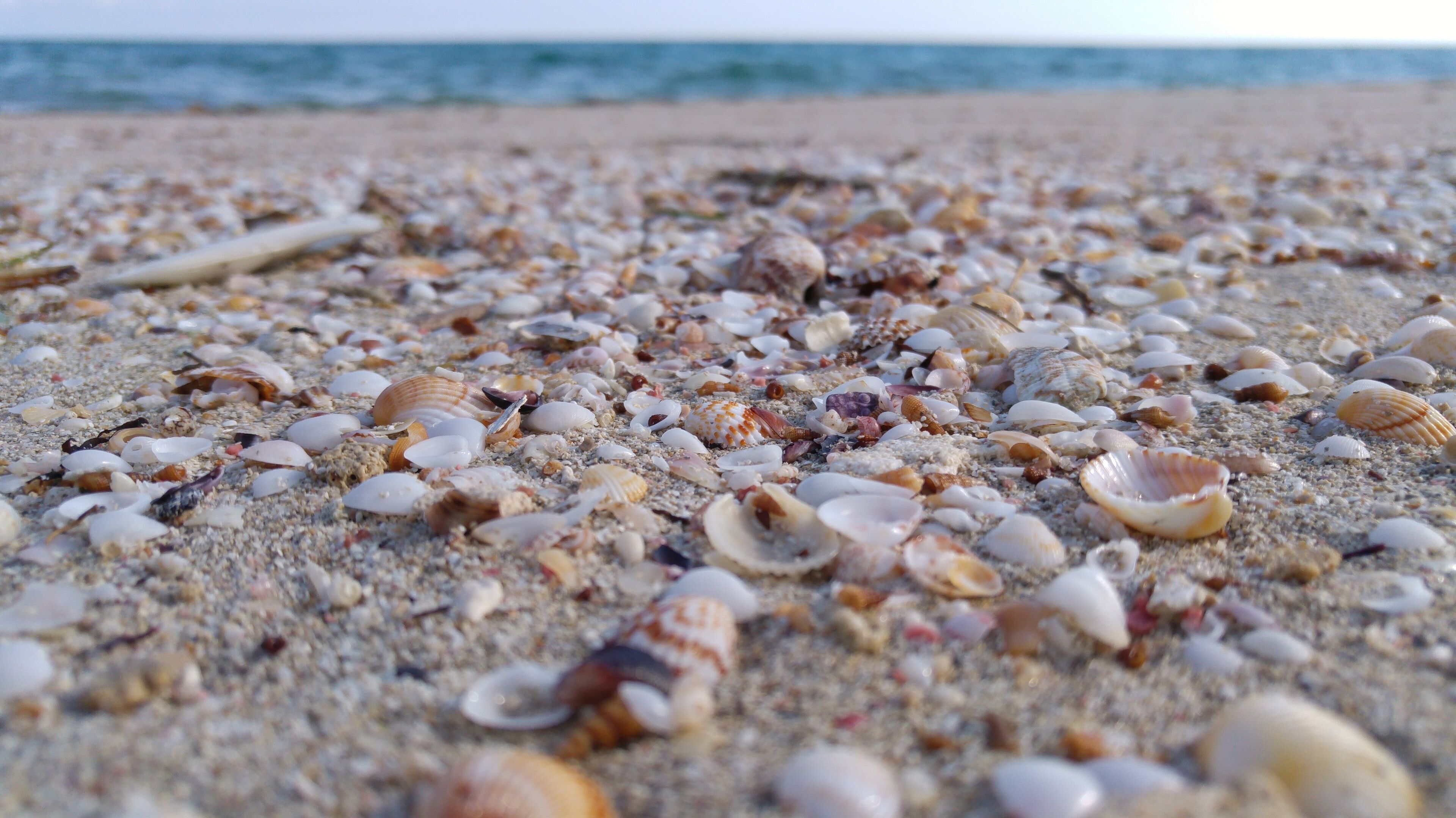 A beach with various seashells scattered across the sand.