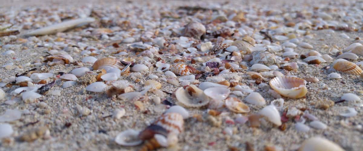 A beach with various seashells scattered across the sand.