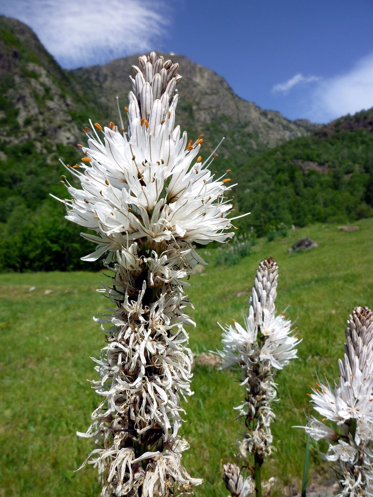 Asphodelus albus. In Lladorre (Pallars Sobirà- Catalunya). To 1.380 m. altitude