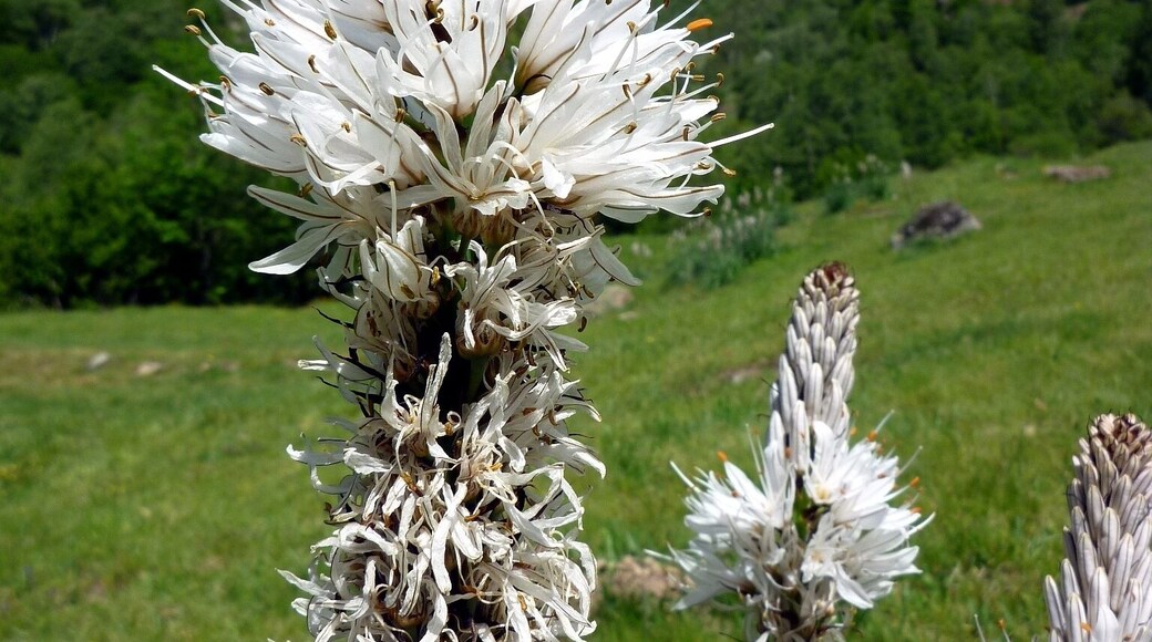 Asphodelus albus. In Lladorre (Pallars Sobirà- Catalunya). To 1.380 m. altitude