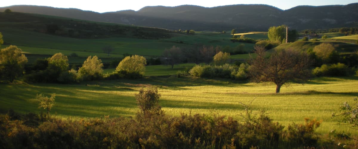 Des collines ondulantes, un arbre isolé et une ligne électrique lointaine.