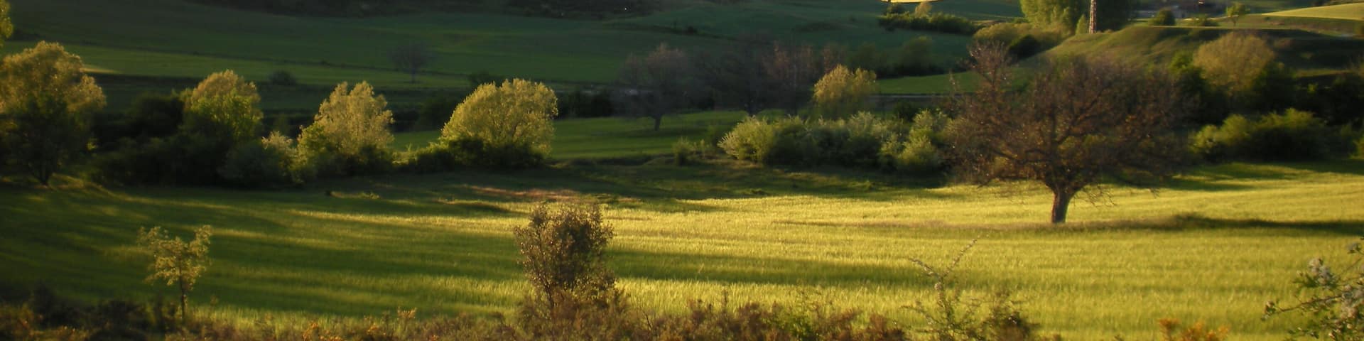 Rolling hills, a solitary tree, and a distant power line.