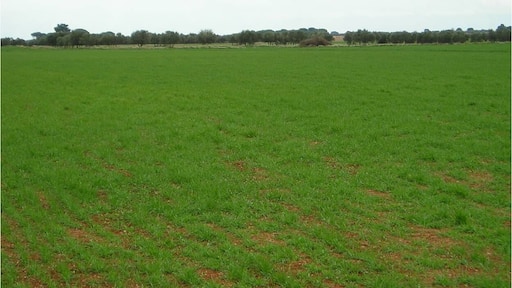 Yacimiento arqueológico de Los Lavajos.
