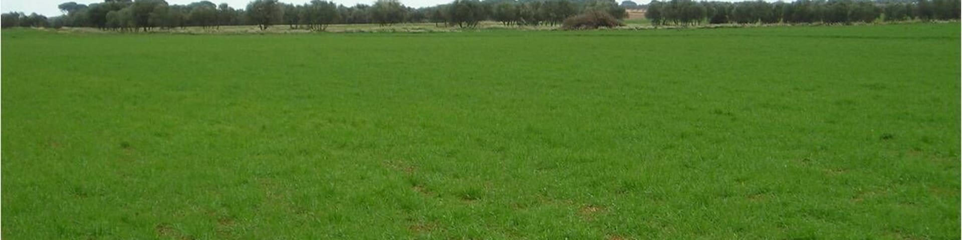 Yacimiento arqueológico de Los Lavajos.