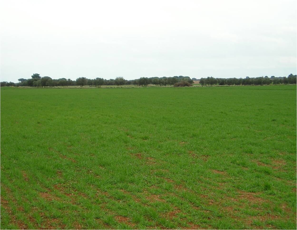 A vast green field with a line of trees in the distance.