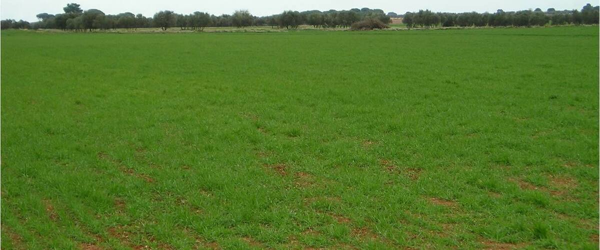 A vast green field with a line of trees in the distance.