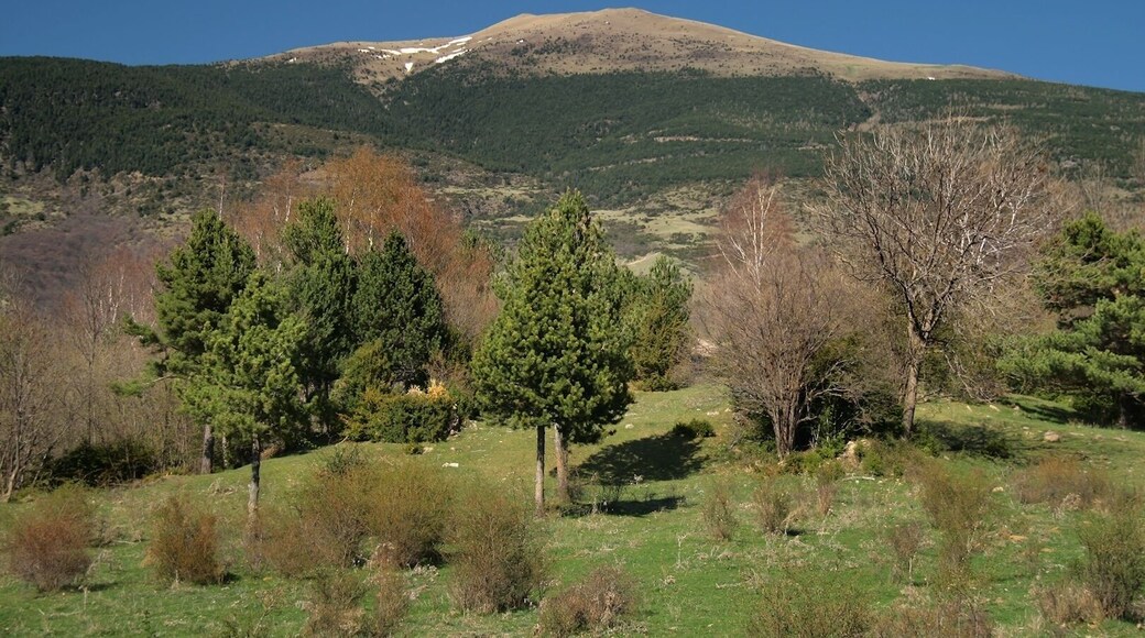 Puig Cerverís