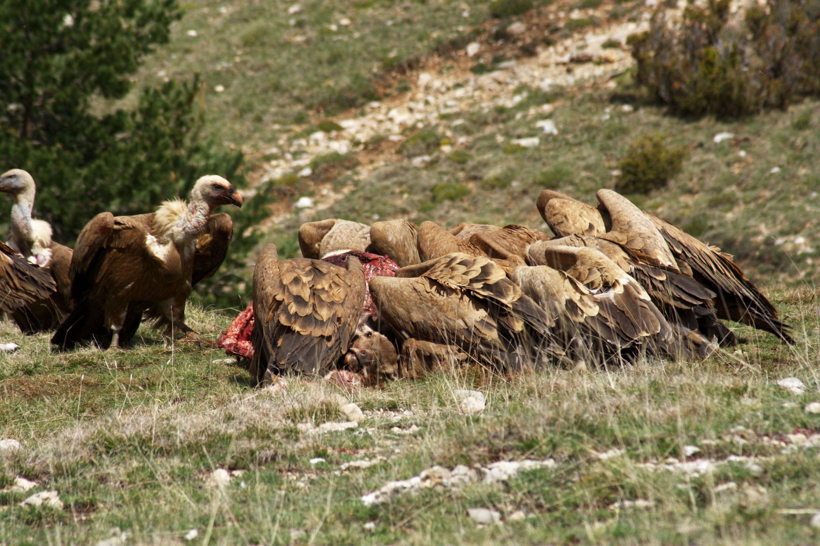 Un grupo de buitres leonados Gyps fulvus desciende del cielo y aterriza sobre una cierva muerta, en el prepirineo de Lérida (Cataluña). Camuflado a escasos 10 metros de la escena, inmóvil, con un chubasquero verde tipo chompo, manga de la chaqueta remangada, trípode situado entre ramas de un pequeño pino en crecimiento, teleobjetivo montado encima, manos situadas una en el disparador y otra en el objetivo y 15 minutos inolvidables. Colocado. Sin moverme. Con el chompo y la capucha puesta. Sin buitres. Bastó sólo 1 minuto para que se observaba su aproximación por el movimiento que sus sombras ejercían sobre el suelo, de un lado hacia el otro. Al principio solo una, de un tamaño pequeño (aún estaba lejos), pero en apenas 30 segundos, se empezaron a ver cada vez un mayor número de sombras, cada vez más grandes. Se acercaban a las ciervas muertas. Además, cuanto más cerca estaban, se escuchaban con mayor fuerza sus aleteos portentosos, casi sintiéndolos. No pude cuantificar el número de buitres que estaban posados... El movimiento de mis ojos (que no de mi cabeza) observando las sombras, y escuchar el sonido de sus aleteos, hicieron posible que tomara esta secuencia de imágenes. ¡Inolvidable! ¡Espectacular!