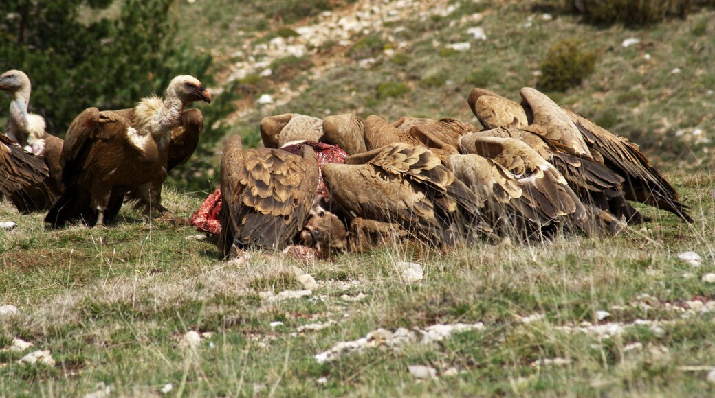 Un grupo de buitres leonados Gyps fulvus desciende del cielo y aterriza sobre una cierva muerta, en el prepirineo de Lérida (Cataluña). Camuflado a escasos 10 metros de la escena, inmóvil, con un chubasquero verde tipo chompo, manga de la chaqueta remangada, trípode situado entre ramas de un pequeño pino en crecimiento, teleobjetivo montado encima, manos situadas una en el disparador y otra en el objetivo y 15 minutos inolvidables. Colocado. Sin moverme. Con el chompo y la capucha puesta. Sin buitres. Bastó sólo 1 minuto para que se observaba su aproximación por el movimiento que sus sombras ejercían sobre el suelo, de un lado hacia el otro. Al principio solo una, de un tamaño pequeño (aún estaba lejos), pero en apenas 30 segundos, se empezaron a ver cada vez un mayor número de sombras, cada vez más grandes. Se acercaban a las ciervas muertas. Además, cuanto más cerca estaban, se escuchaban con mayor fuerza sus aleteos portentosos, casi sintiéndolos. No pude cuantificar el número de buitres que estaban posados... El movimiento de mis ojos (que no de mi cabeza) observando las sombras, y escuchar el sonido de sus aleteos, hicieron posible que tomara esta secuencia de imágenes. ¡Inolvidable! ¡Espectacular!