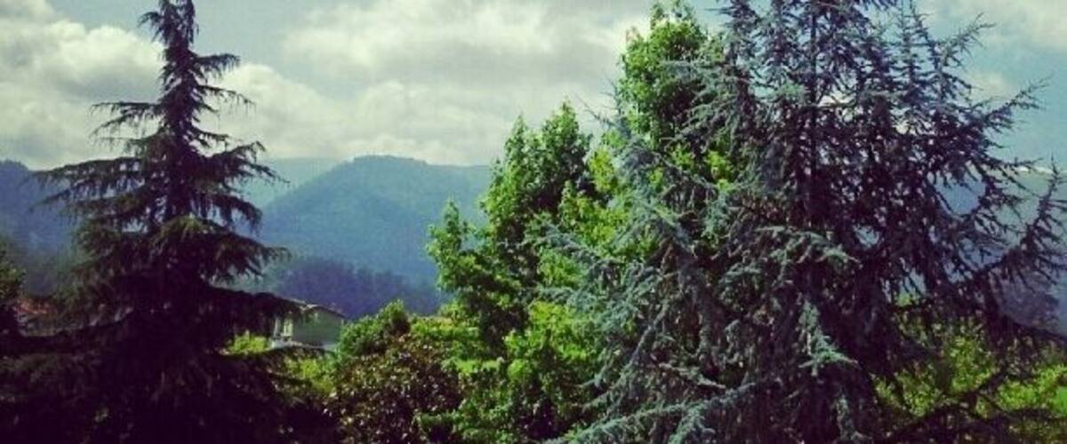 A forest with tall trees and a mountain range in the background.