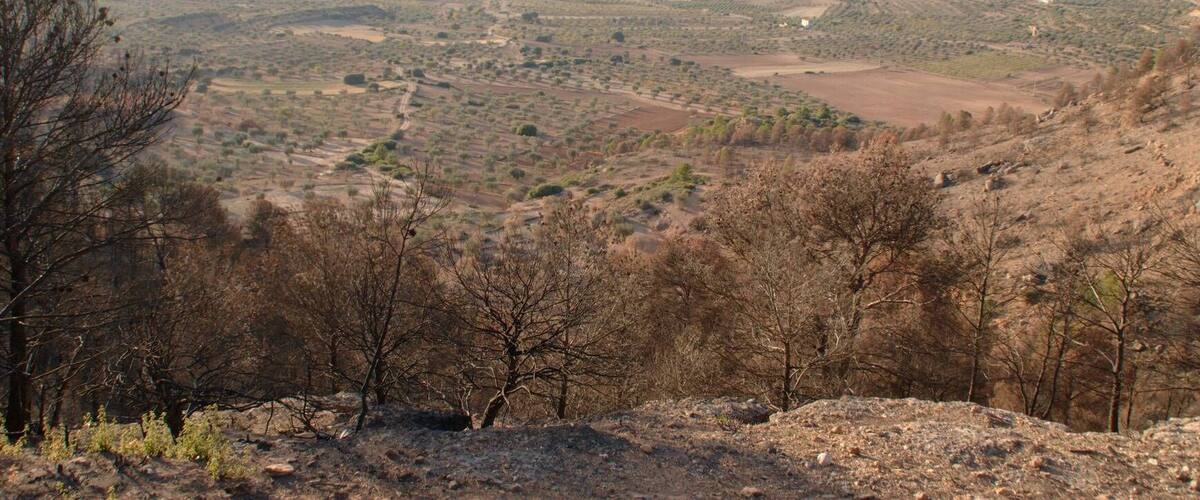 A dry, hilly landscape with sparse vegetation and a few scattered trees.