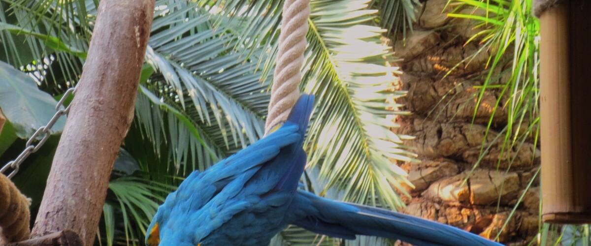 A blue parrot perched on a rope swing in a tropical setting with palm trees and a rocky background.