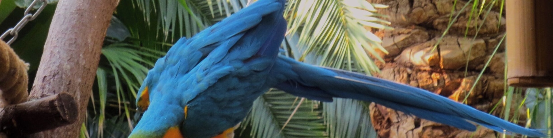 A blue parrot perched on a rope swing in a tropical setting with palm trees and a rocky background.