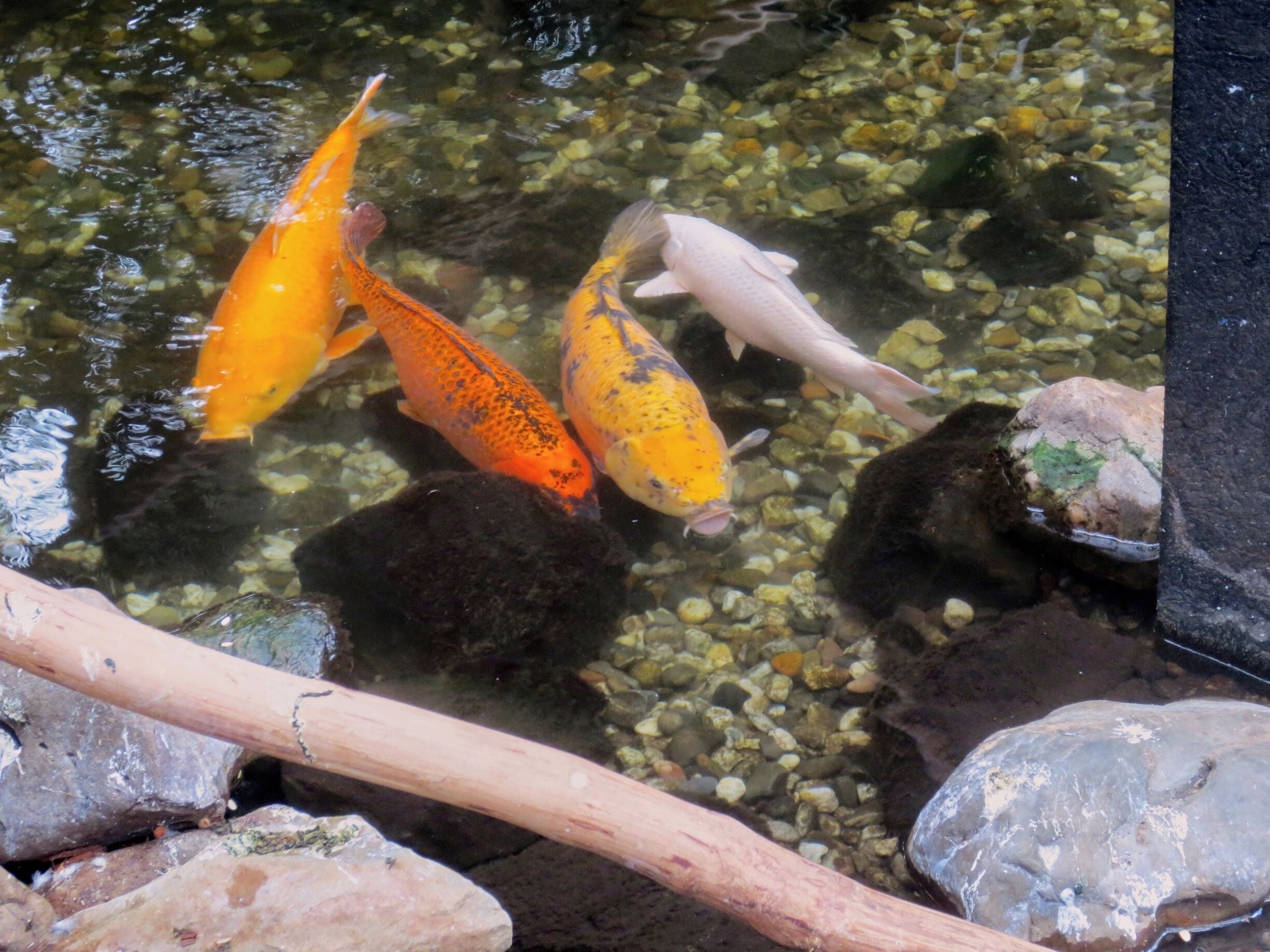 Koikarpers

#KidsFun