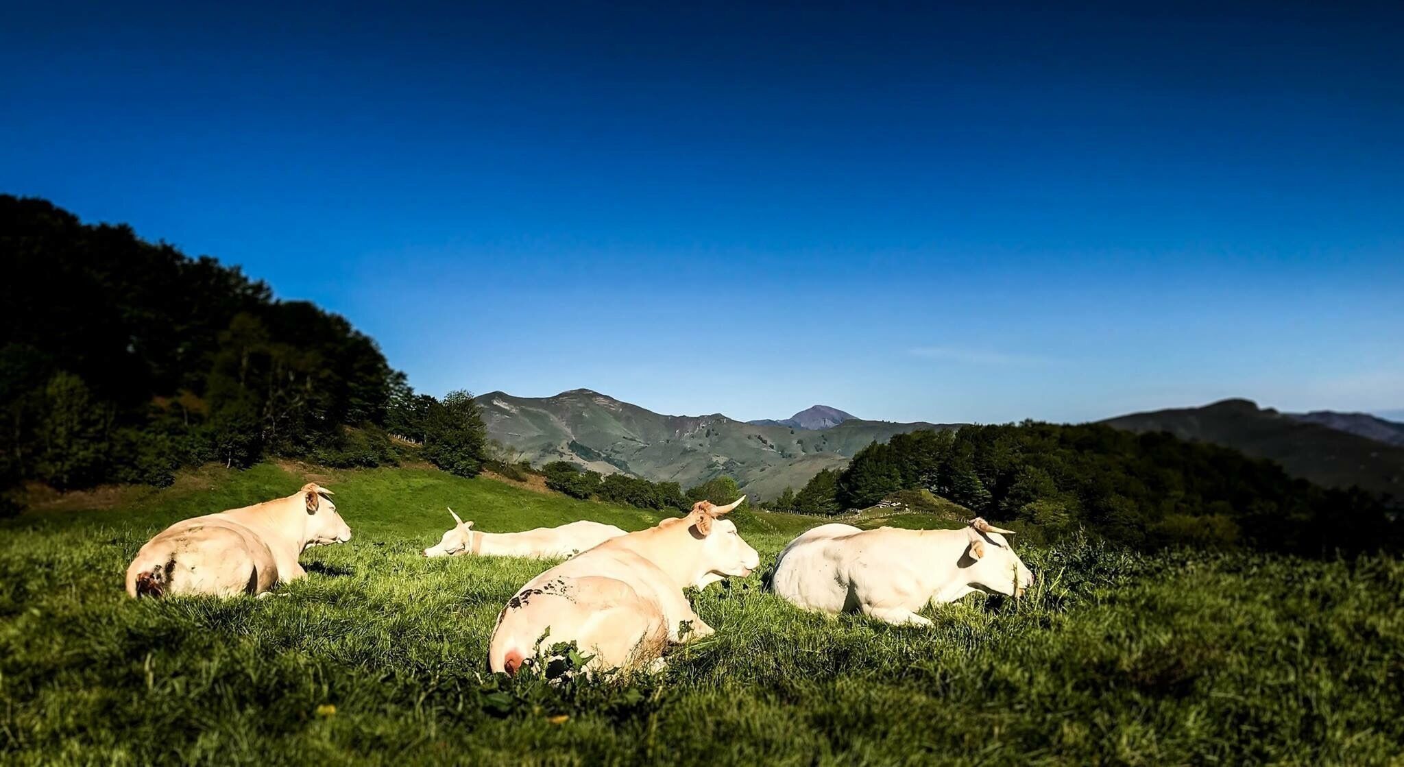 The Pyrenees 


A iphoneable photo 