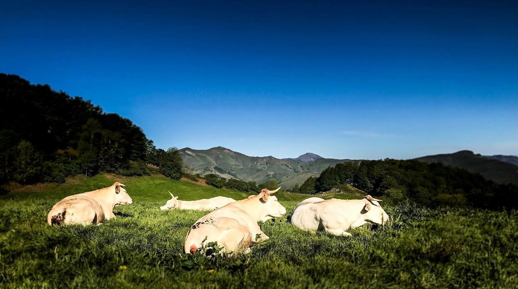 The Pyrenees
A iphoneable photo