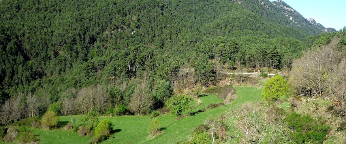 Bosc del Bancell, a l'obaga de la Serra de Valielles, a l'inici oriental dels Bastets. Municipi de Guixers (Solsonès - Catalunya)