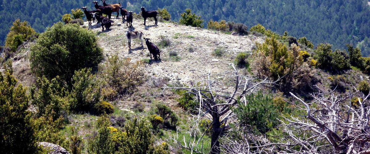 This is a a photo of a natural area in Catalonia, Spain, with id: